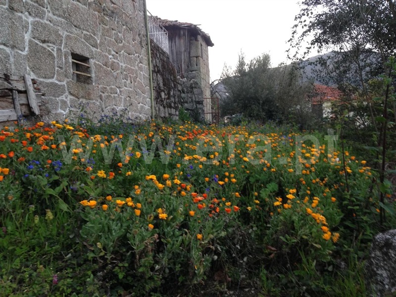Moradia T3 Celorico de Basto, Basto (São Clemente) - 1383831 - 8