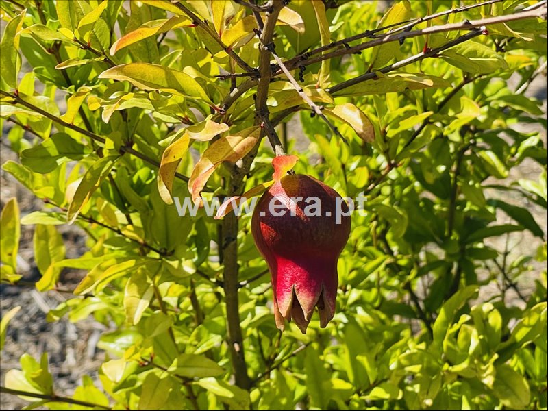 Moradia T3 à venda em Borda do Campo, Figueira da Foz — foto 2