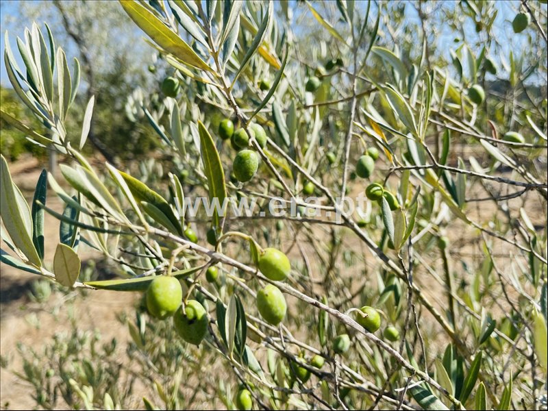 Moradia T3 à venda em Borda do Campo, Figueira da Foz — foto 18