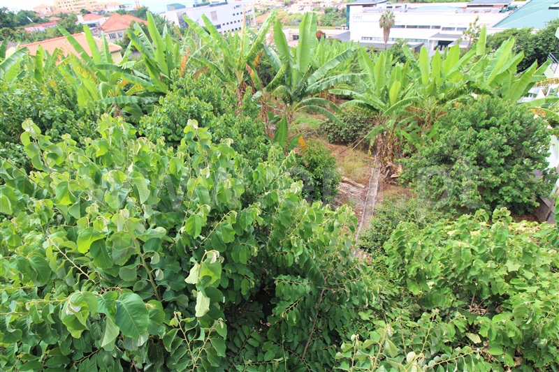Moradia T3 à venda em São Roque, Funchal — foto 18