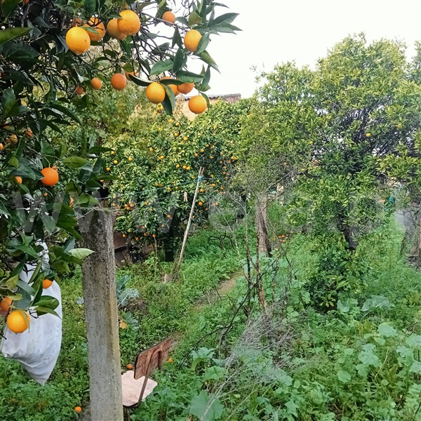 Moradia Geminada  com Quintal Idanha-a-Nova, Oledo - 1372337 - 10