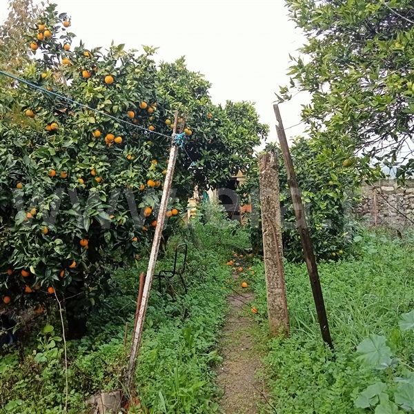 Moradia Geminada  com Quintal Idanha-a-Nova, Oledo - 1372337 - 11