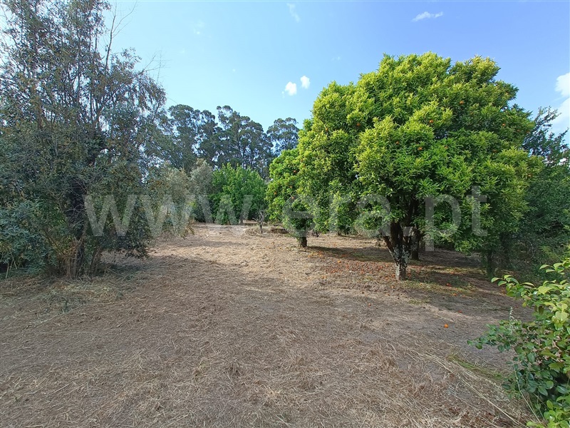Moradia T3 com Terreno Nelas, Canas de Senhorim - 1464025 - 17