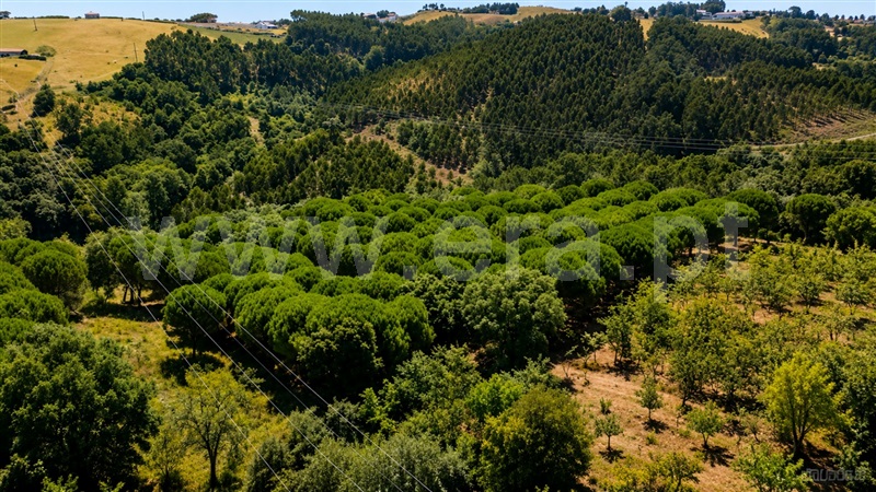 Moradia T3 à venda em A dos Negros, Óbidos — foto 17
