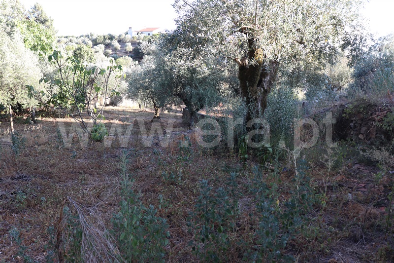 Moradia T3 Sardoal, Andreus - 1349793 - 17