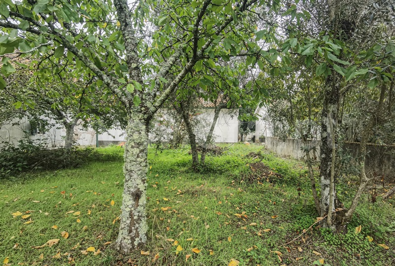 Moradia T3 com Quintal Tábua, Candosa - 1339619 - 12