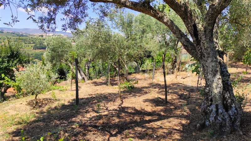 Moradia T3 Tarouca, Gouviães e Ucanha - 1185509 - 35