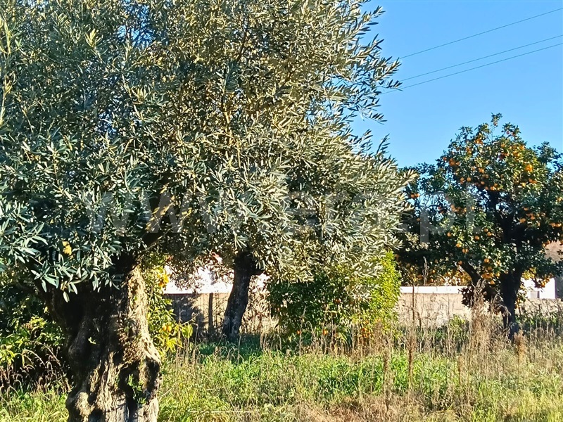 Moradia T4 Rio Maior, São João da Ribeira - 1455873 - 14