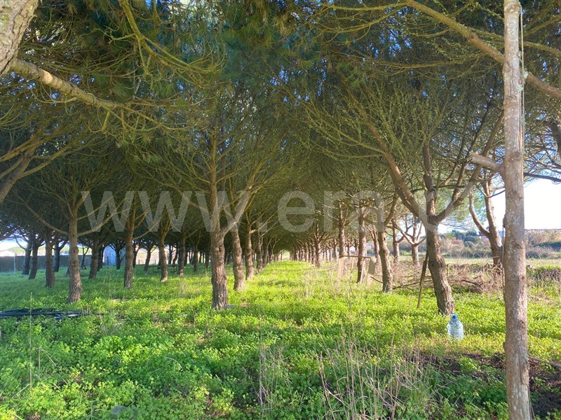Moradia T4 à venda em São João das Lampas e Terrugem, Sintra — foto 18