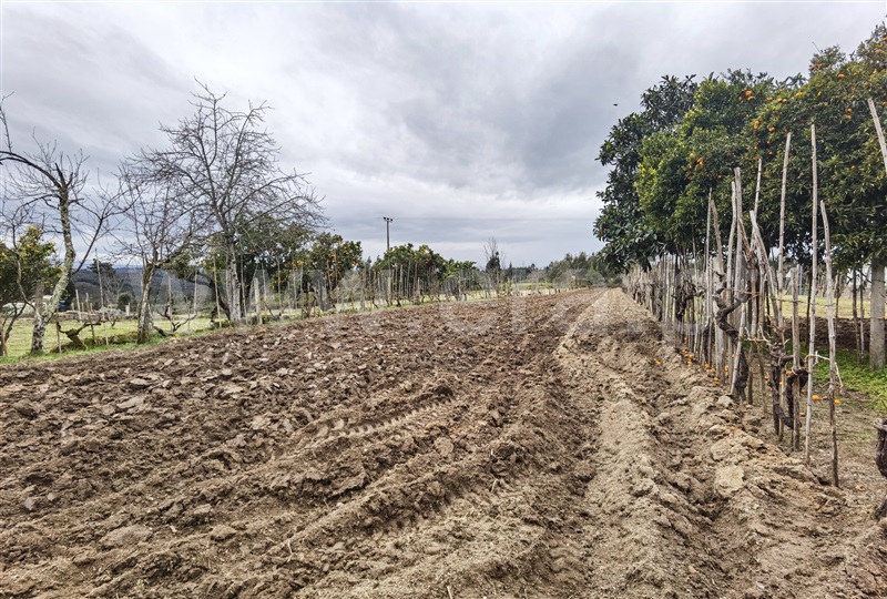 Moradia T4 Tábua, Ázere - 1312706 - 14