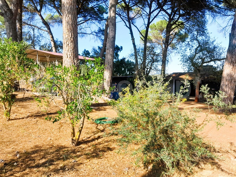 Moradia T3 Tomar, Madalena e Beselga - 1360706 - 4