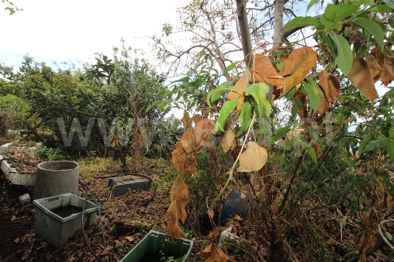 Moradia T6 São Vicente, Ponta Delgada - 1329057 - 31