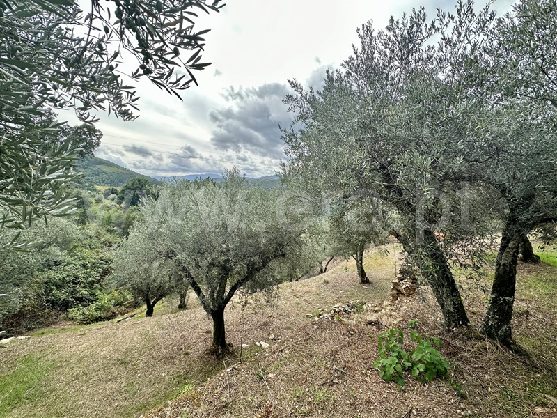 Herdade T1 Vila Real, Folhadela - 1355579 - 5