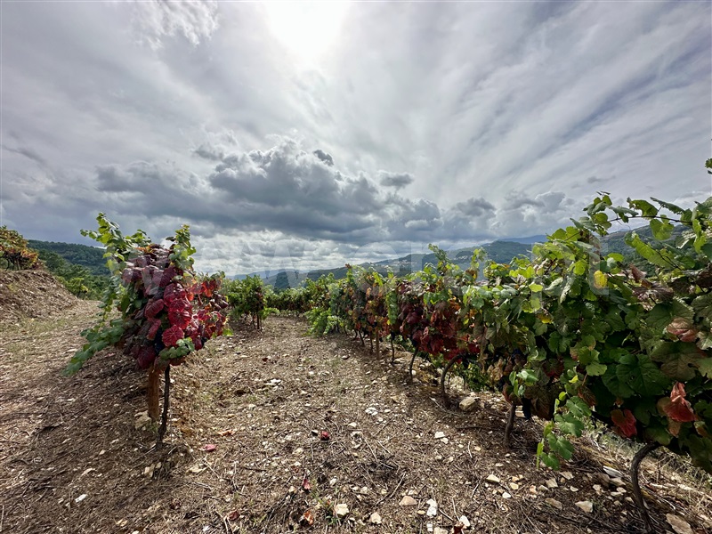 Herdade T1 Vila Real, Folhadela - 1355579 - 17