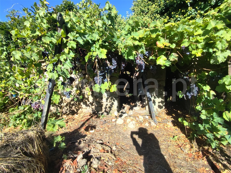 Palacete  Lamego, Britiande - 1508294 - 3