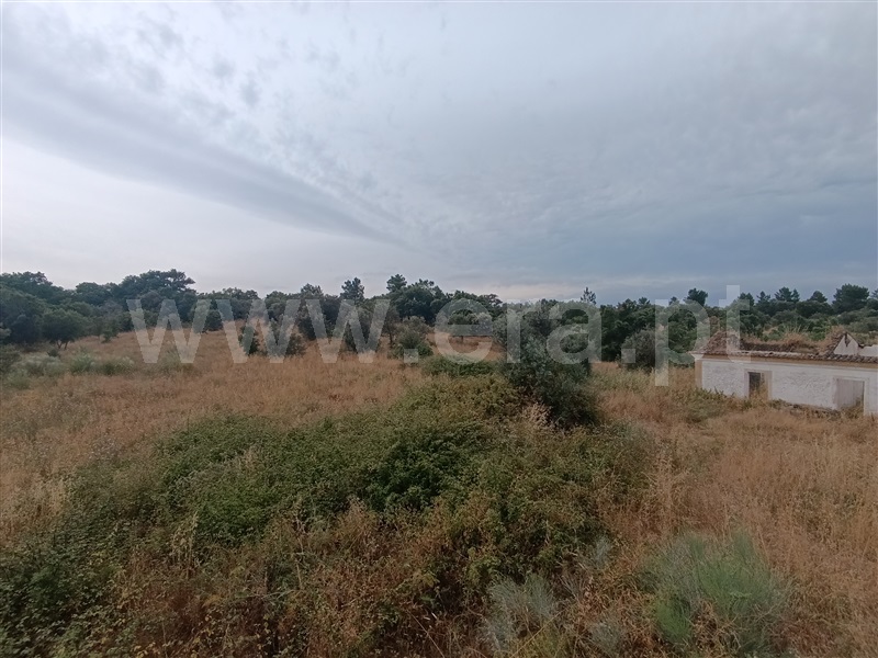 Quinta  Abrantes, Mouriscas - 1490593 - 14