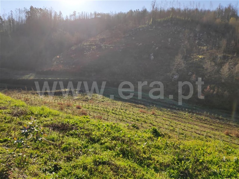 Quinta  Amarante, Gondar - 690236 - 4