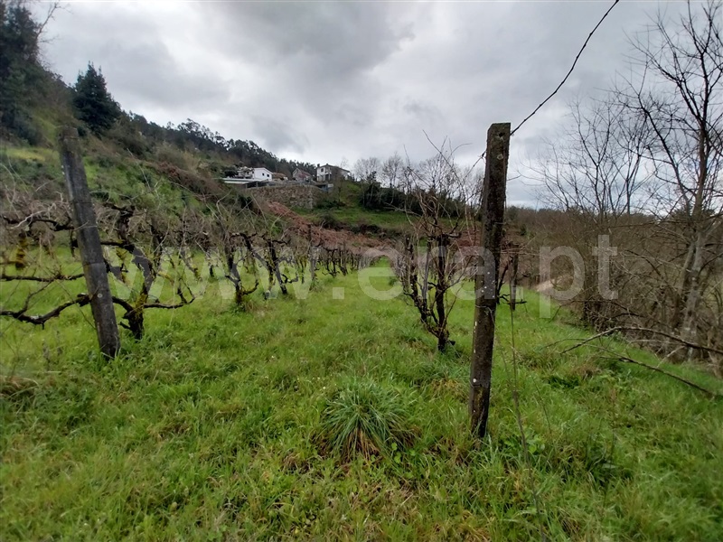 Quinta  Amarante, Jazente - 1468477 - 3