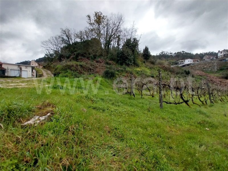 Quinta  Amarante, Jazente - 1468477 - 8