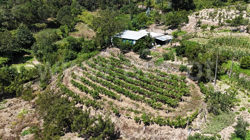 Quinta  Amarante, Mancelos - 1422944 - 5