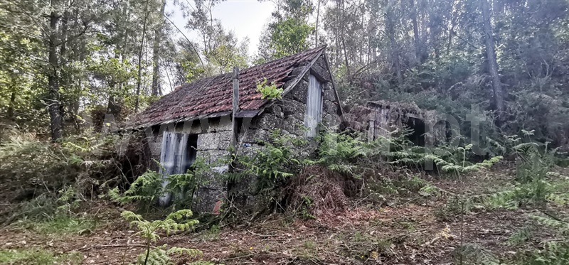 Quinta / Amarante, Olo e Canadelo