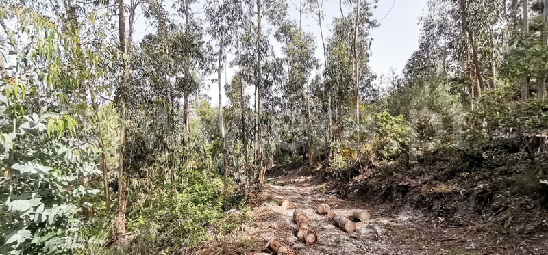 Terreno com ruina  Amarante, Olo e Canadelo - 1249045 - 3
