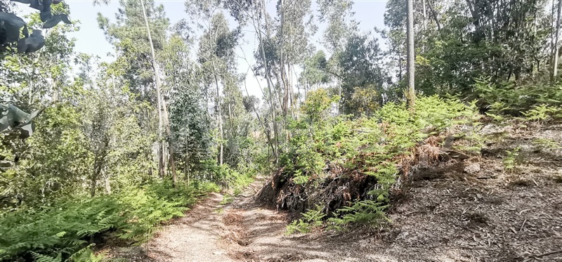 Terreno com ruina  Amarante, Olo e Canadelo - 1249045 - 4