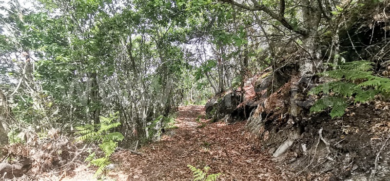 Terreno com ruina  Amarante, Olo e Canadelo - 1249045 - 6