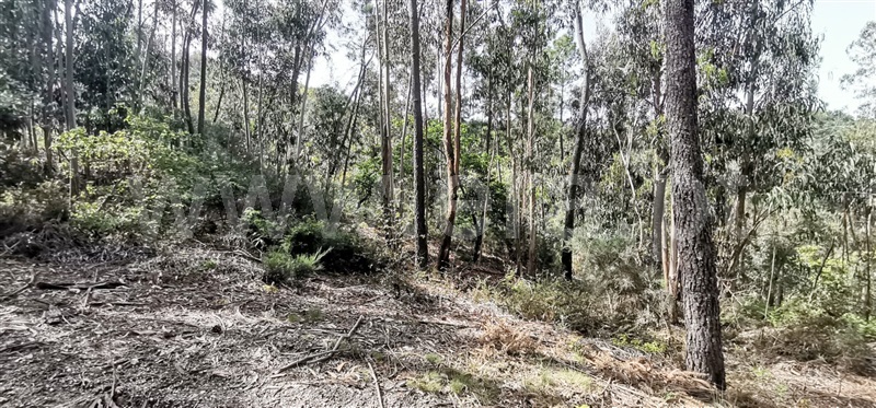 Terreno com ruina  Amarante, Olo e Canadelo - 1249045 - 8