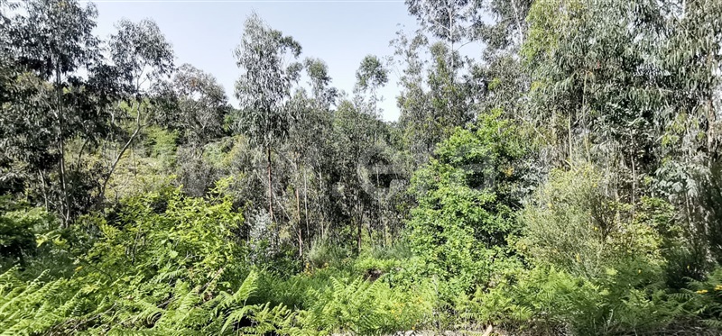 Terreno com ruina  Amarante, Olo e Canadelo - 1249045 - 9