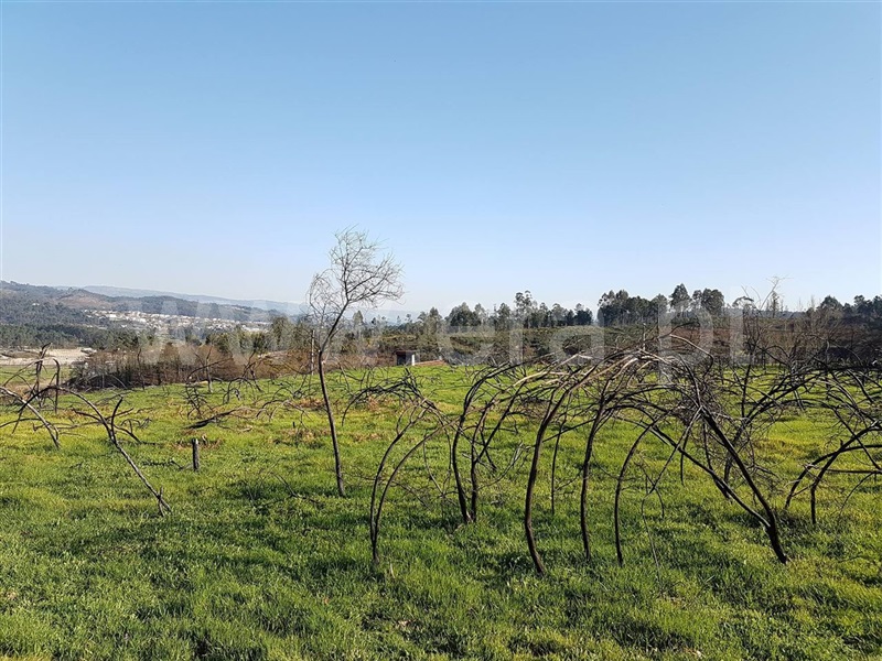 Quinta  Amarante, Travanca - 825438 - 4