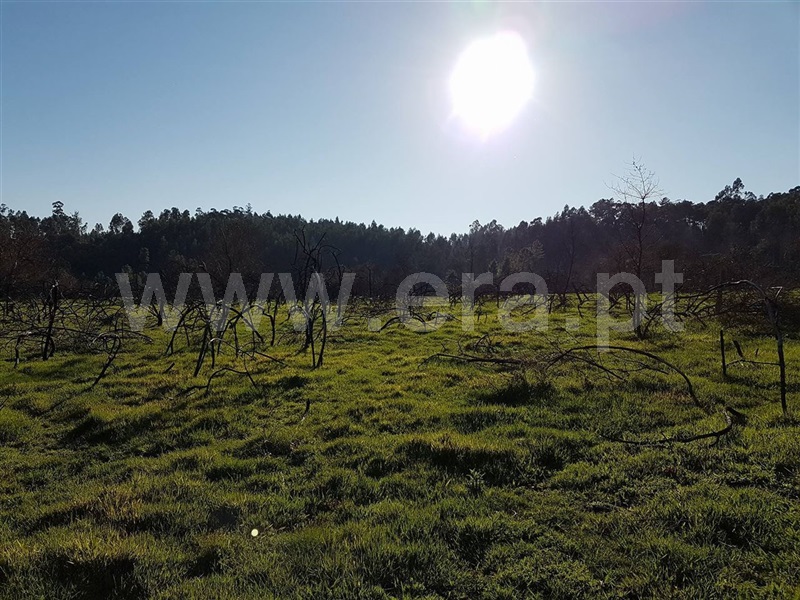 Quinta  Amarante, Travanca - 825438 - 8