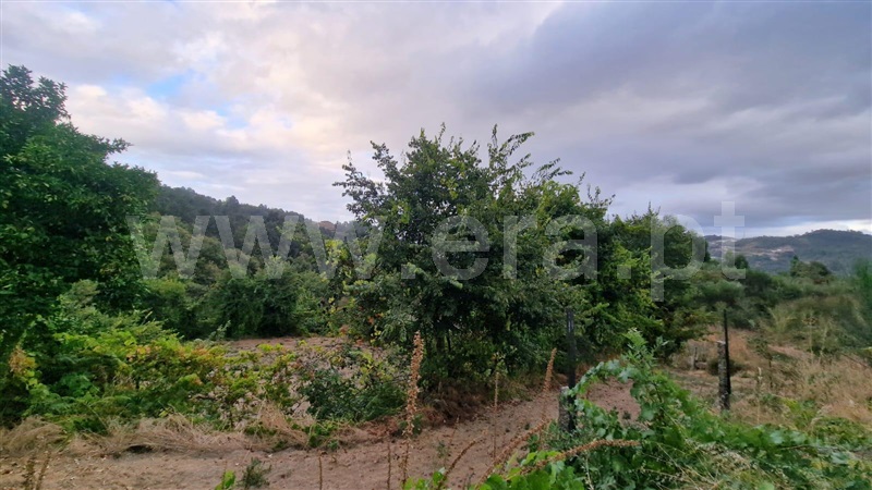 Quinta  Amarante, Vila Chã do Marão - 1504005 - 10