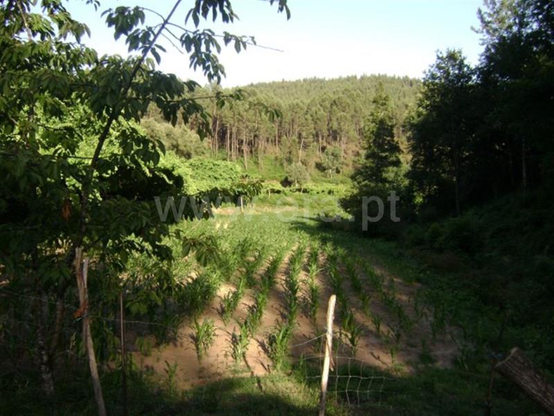 Quinta  Amarante, Vila Garcia, Aboim e Chapa - 667835 - 8