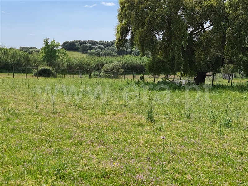 Quinta  Arraiolos - 1103522 - 13