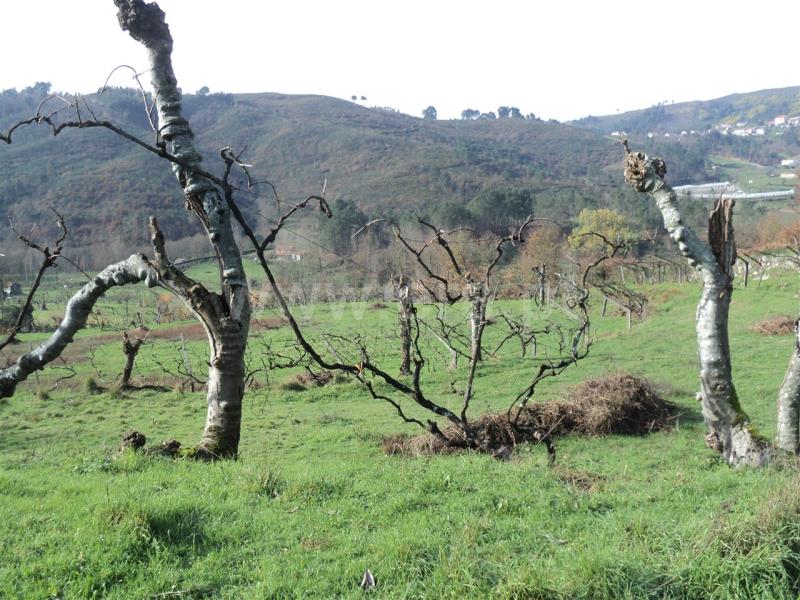 Terreno  Baião, Gove - 705154 - 4