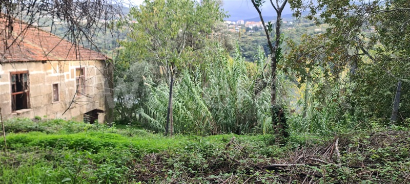 Quinta  Baião, Santa Cruz do Douro e São Tomé de Covelas - 1366209 - 8