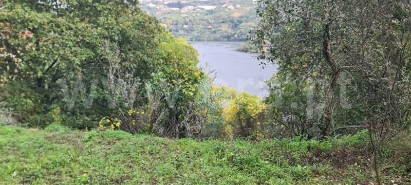 Quinta  Baião, Santa Cruz do Douro e São Tomé de Covelas - 1366209 - 12
