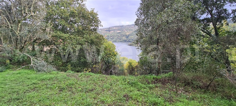 Quinta  Baião, Santa Cruz do Douro e São Tomé de Covelas - 1366209 - 13