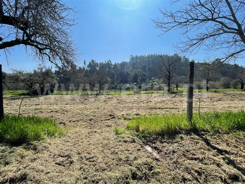 Quinta  Carregal do Sal, Beijós - 1472170 - 7