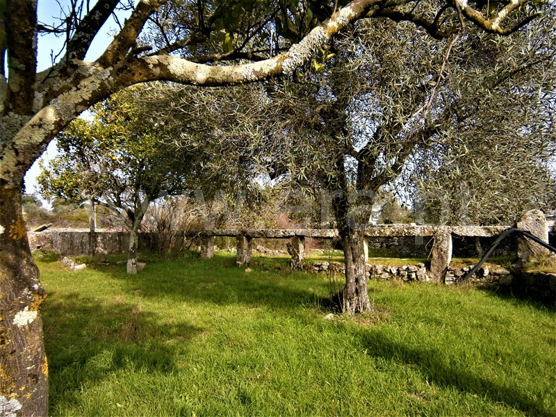 Quinta  Castelo Branco, Alcains - 1082406 - 6