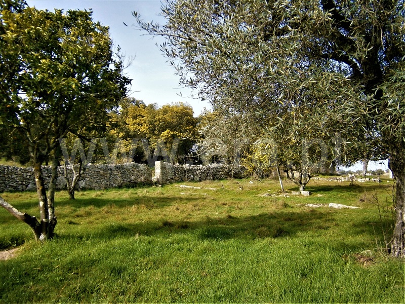 Quinta  Castelo Branco, Alcains - 1082406 - 10