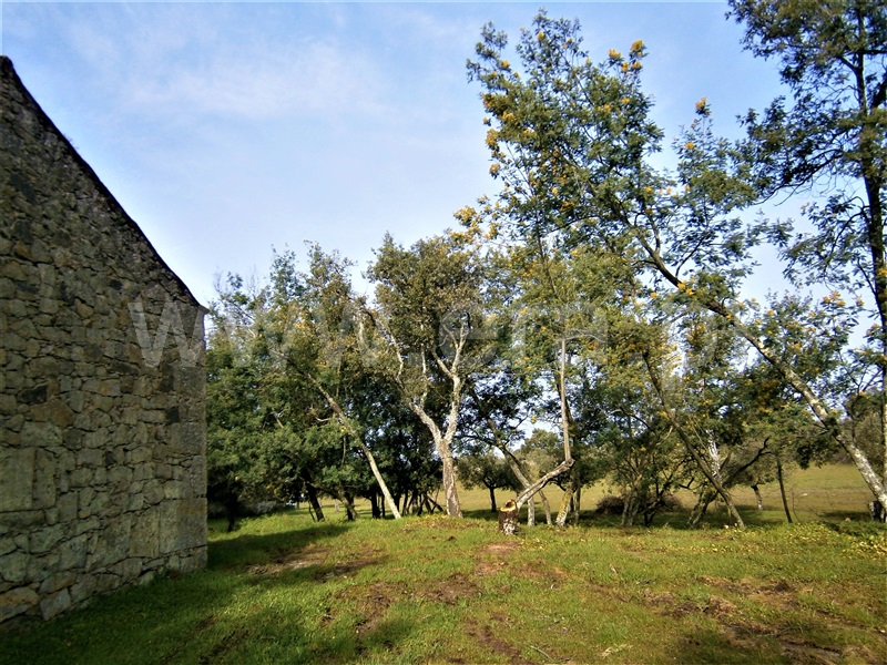 Quinta  Castelo Branco, Alcains - 1082406 - 20