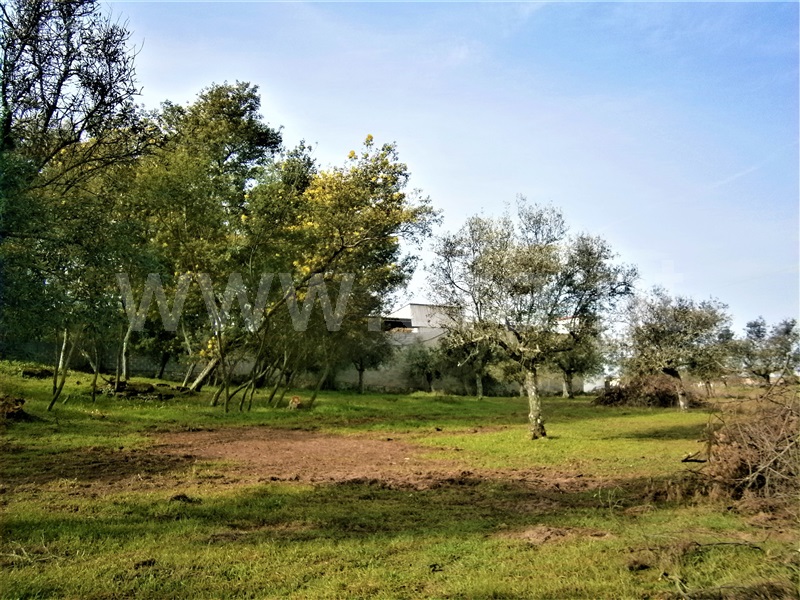 Quinta  Castelo Branco, Alcains - 1082406 - 23