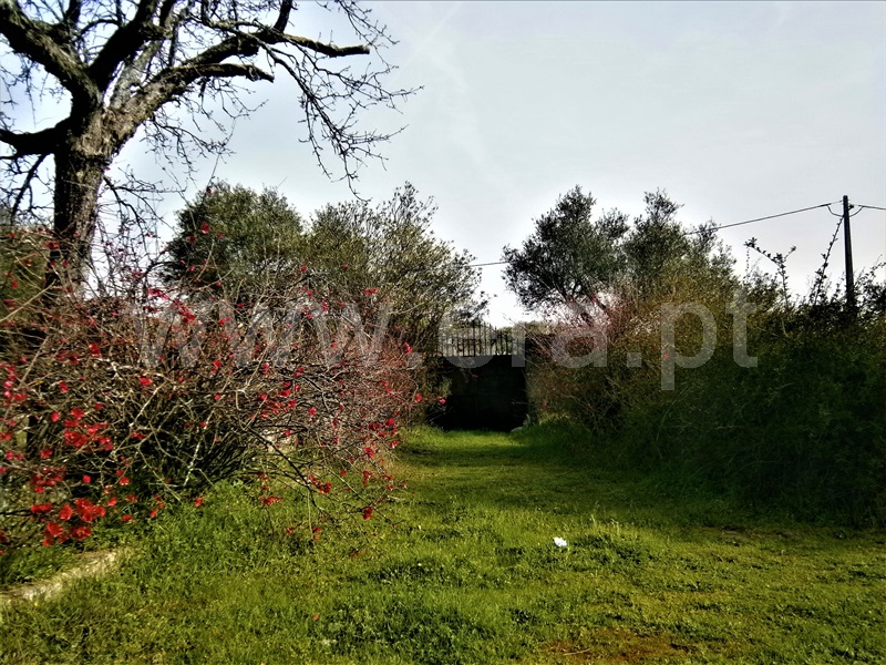 Quinta  Castelo Branco, Alcains - 1082406 - 27