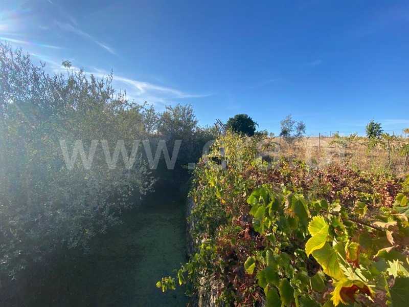Quinta  Castelo Branco, Lardosa - 1352587 - 4
