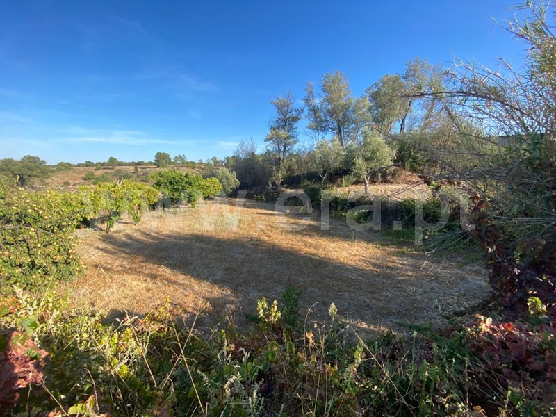 Quinta  Castelo Branco, Lardosa - 1352587 - 5