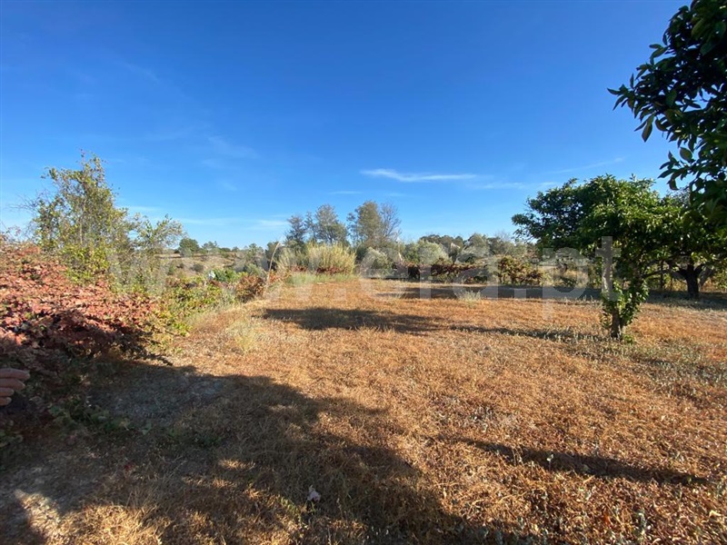 Quinta  Castelo Branco, Lardosa - 1352587 - 6