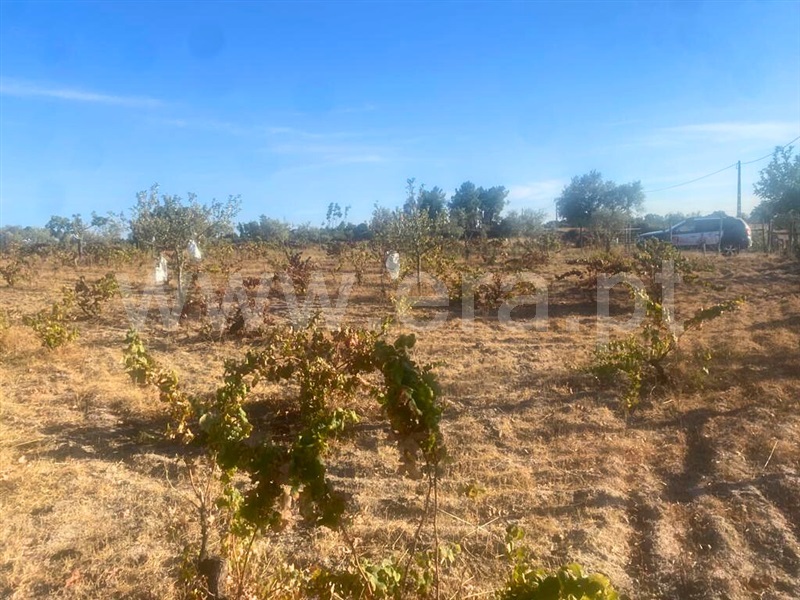 Quinta  Castelo Branco, Lardosa - 1352587 - 11