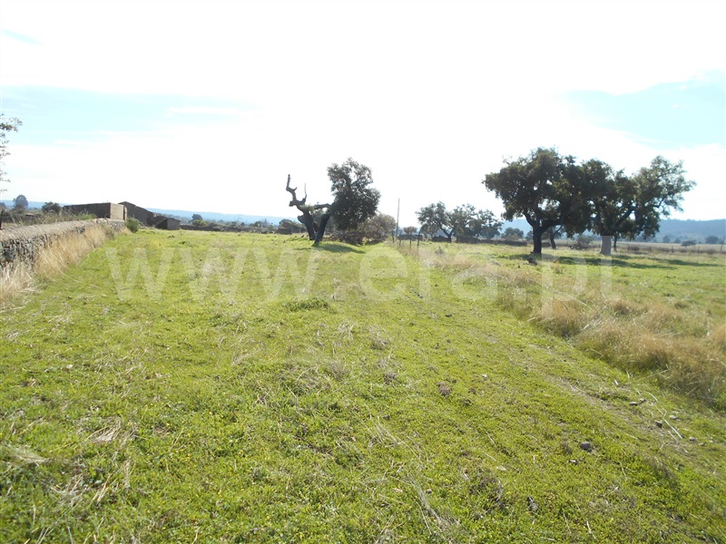 Quinta  com Agrícola Castelo Branco, Monforte da Beira - 1207168 - 2